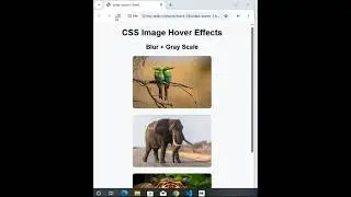 Create AMAZING Image Hover Animations in HTML and CSS