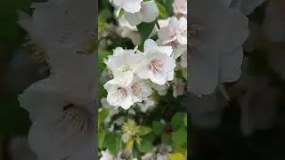 Кто делает чай из чубушника???
