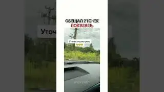 Обещал уточек показать