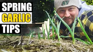3 Spring Garlic Tips - Garden Quickie Episode 186