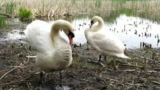 Лебедина сім'я...