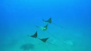 Spotted Eagle Ray FEVER