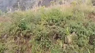 mus xyuas pob tsuag
