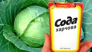 СРОЧНО ДАЙТЕ КАПУСТЕ СОДУ И БУДЕТЕ СОБИРАТЬ УРОЖАЙ МЕШКАМИ!!! УХОД ЗА КАПУСТОЙ!