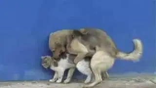 КОТОПЕС