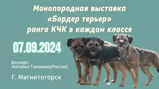 7.09.2024 Монопородная выставка «Бордер терьер» ранга КЧК в каждом классе. Г.Магнитогорск