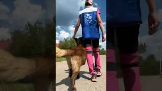 Модельная походка у собаки 🔥 Такого вы не видели #собака #дрессировка #собаки #кинолог #dog #танцы