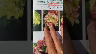 Изучаем сорт гортензии Граффити. Словоблудие в комментариях.