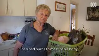 Barbara Barrett from the Koala Hospital