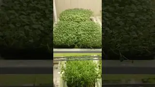 Свой огород🌽🥬🥦 