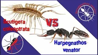 Ant Harpegnathos venator vs Scutigera coleoptrata. Opposition.