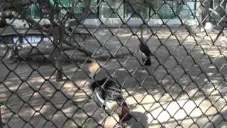 Dubai ZOO