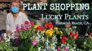 HOUSEPLANT SHOPPING at Lucky Plants!