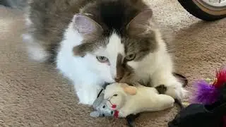 Angel the cat with his lamb toy comment for more videos!!