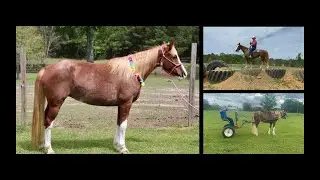 Red Roan Tennessee Walking Gaited Trail and Driving Horse For Sale