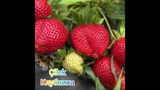 Турецкий язык | Çilek - Клубника