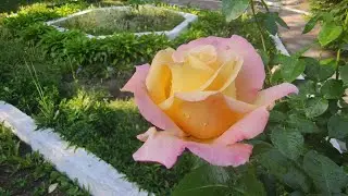 🌹Роза Глория Дей. (Роза Мира).