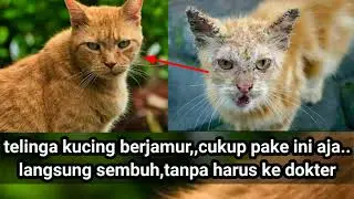 cara mengobati telinga kucing berjamur dengan sangat mudah dan praktis tanpa harus ke mentri hewan