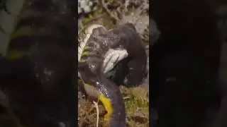 Did you know that Grass Snakes feed on Great Crested Newts? #Herpetology #Snakes #Reptiles #Newts