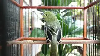 Panggilan sirtu cipow ini joss buat pancingan asli lanysung respon sirtu cipowhmu