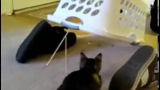Приколы с животными Ловушка для кота XD