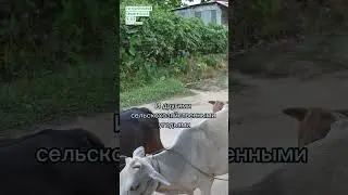 #shorts А вы видели намордник для коровы?