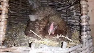 Первые цыплята из под несушки