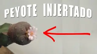 ¡El poder del injerto!
