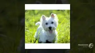 West of Argyll Terrier Dog breed