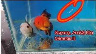 Setelah Berapa Lama Telur Koki Mulai Menetas??