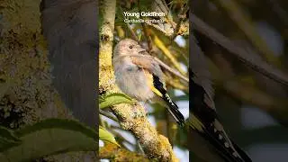 Cute baby birds - a young Goldfinch in nature #birds