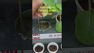 HYDROPONIC PECHAY, LETTUCE AND BOK CHOY
