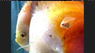 New spawns, new aquariums, shrimp and much more ADC News 03/23/2024
