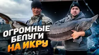 Огромные Белуги на икру 🦈