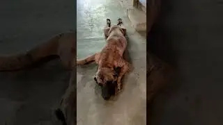 hahaha trolando o Tupinha #filabrasileiro #brazilianmastiff
