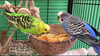 relaxing budgie sounds