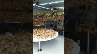KETUPAT MADNESS