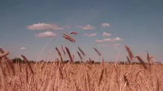 ФУТАЖ ПОЛЕ ЗРЕЕТ РОЖЬ