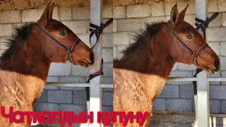 Чаткалдын кулуну тел:+996 776 308 485
