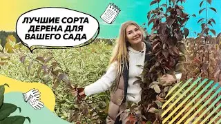 Дерен | Дерен Белый | Дерен Элегантиссима | Дерен Сибирика | Ландшафтный дизайн