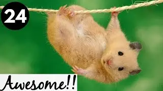 Animals are Awesome!!! #24