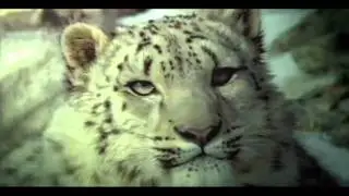 Blood & Fur - (Music: SNOW PATROL 