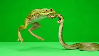 🐸🐍 VFX Green Screen Frog Vs Snake – 5 Variations – FREE GREEN SCREEN