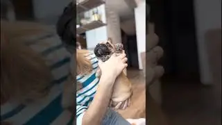 Золотой французский бульдог