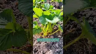 Уход за клубникой весной. 