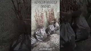 Распродажа саженцев винограда