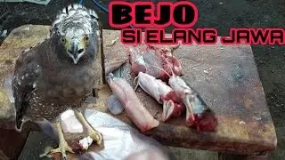 ELANG (EAGLE) MAKAN IKAN LELE || PURWOREJO