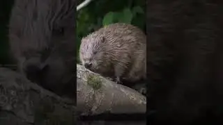 Канадские бобры