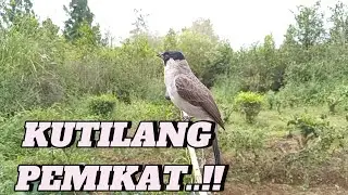 KUTILANG PEMIKAT.. Kutilang Ribut