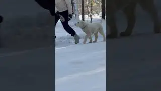 Алабай щенок 3 месяца #таежныйталисман #питомникалабаев #алабай #сао #алабаи #красноярск